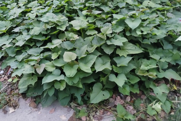 地瓜几月份种植，可以在4-5月份进行栽种