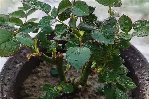 玫瑰的种植方法，在春季的3月份左右种植为佳