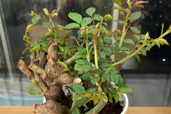 玫瑰的种植方法，在春季的3月份左右种植为佳