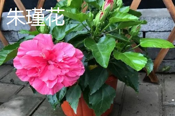 哪些花卉可以四季开放，常见朱瑾花、月季花等品种
