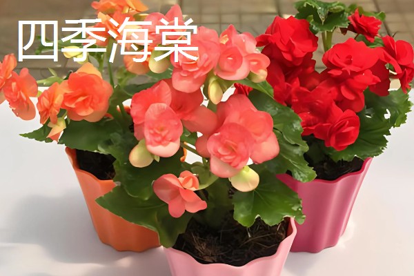 哪些花卉可以四季开放，常见朱瑾花、月季花等品种