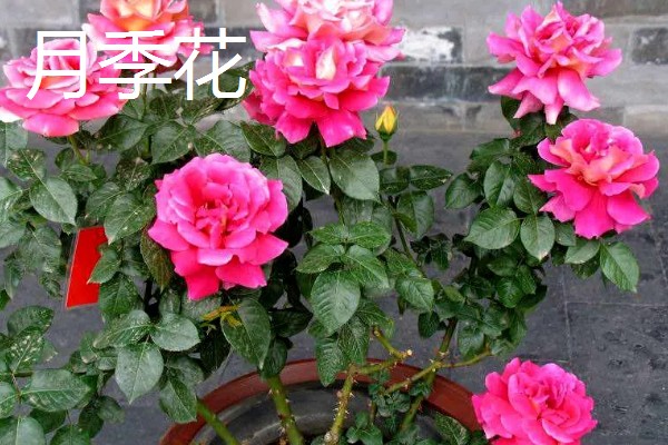 哪些花卉可以四季开放，常见朱瑾花、月季花等品种