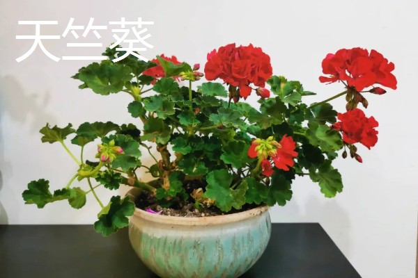 哪些花卉可以四季开放，常见朱瑾花、月季花等品种
