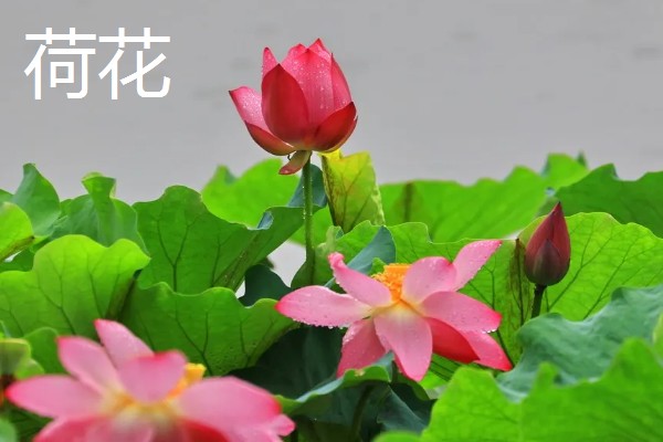 哪些花卉可以四季开放，常见朱瑾花、月季花等品种