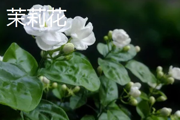 哪些花卉可以四季开放，常见朱瑾花、月季花等品种