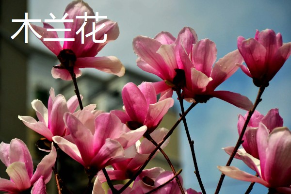 哪些花卉可以四季开放，常见朱瑾花、月季花等品种