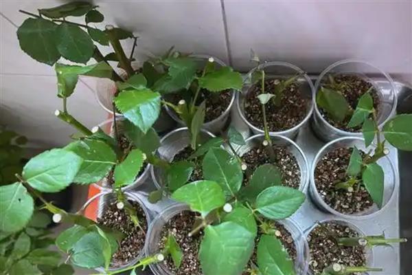 玫瑰的种植方法，在春季的3月份左右种植为佳
