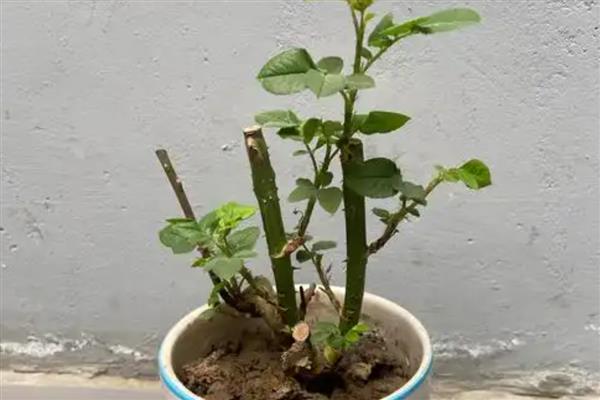 玫瑰的种植方法，在春季的3月份左右种植为佳
