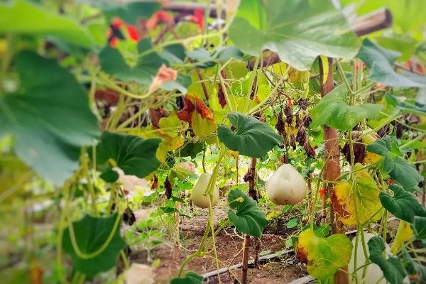 怎么种植葫芦，播种后让土壤保持微湿