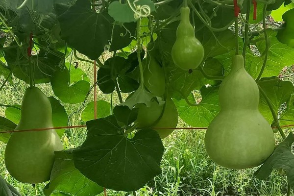 怎么种植葫芦，播种后让土壤保持微湿