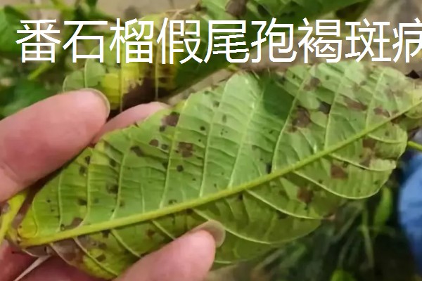 番石榴的常见病害及防治方法，常见的有叶枯病、太阳果病等
