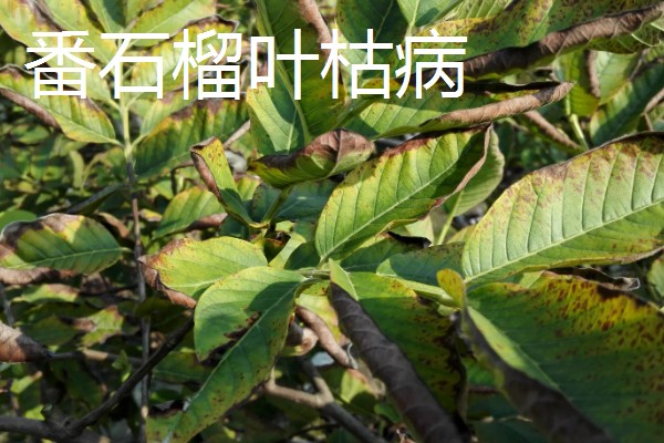 番石榴的常见病害及防治方法，常见的有叶枯病、太阳果病等