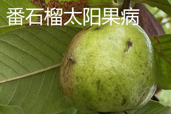 番石榴的常见病害及防治方法，常见的有叶枯病、太阳果病等
