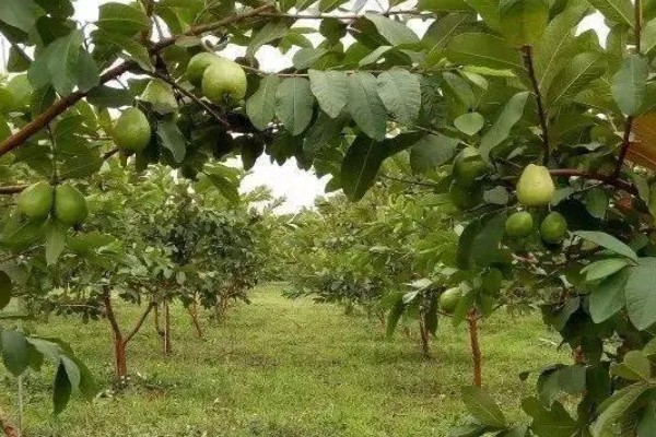 番石榴的常见病害及防治方法，常见的有叶枯病、太阳果病等