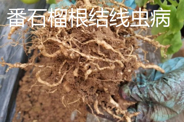 番石榴的常见病害及防治方法，常见的有叶枯病、太阳果病等