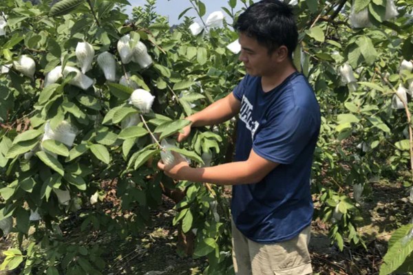 番石榴的常见病害及防治方法，常见的有叶枯病、太阳果病等