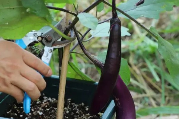 茄子的打叉,第一朵花以下都只留下一个侧芽