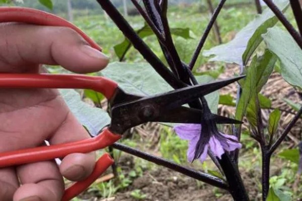 茄子的打叉,第一朵花以下都只留下一个侧芽