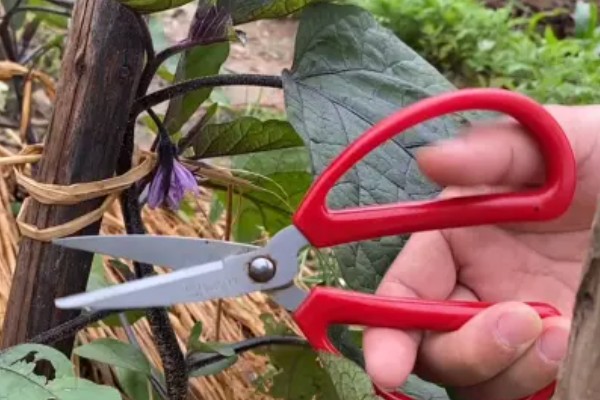 茄子的打叉,第一朵花以下都只留下一个侧芽