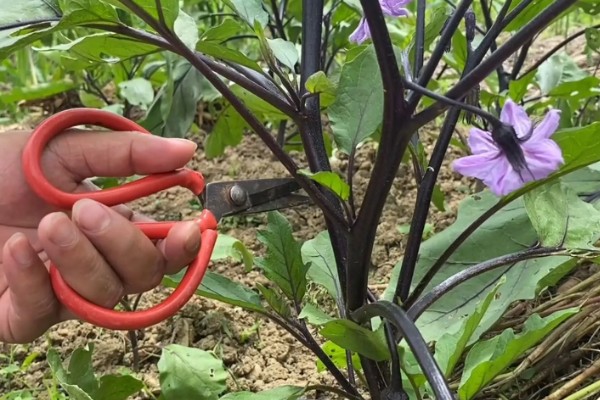 茄子的打叉,第一朵花以下都只留下一个侧芽