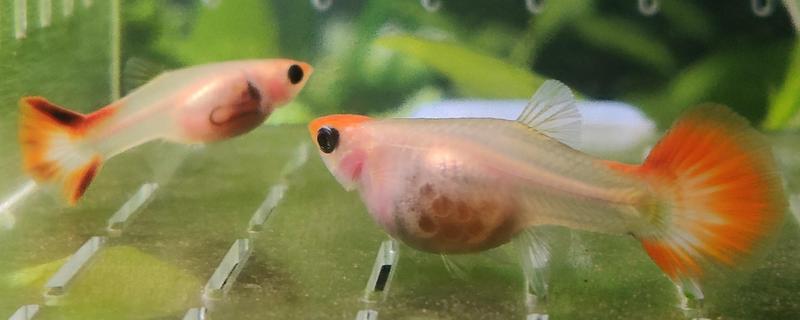 黄粉可以治疗的鱼类疾病，可治疗烂鳃病、肠炎等