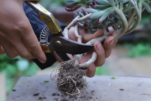 多肉烂茎如何解决,剪除腐烂发黑的部位、经过消毒后再移栽