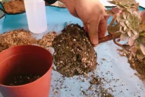 多肉烂茎如何解决,剪除腐烂发黑的部位、经过消毒后再移栽