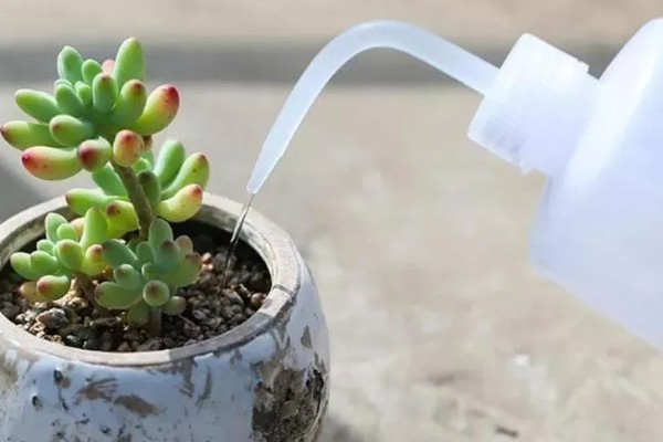 多肉烂茎如何解决,剪除腐烂发黑的部位、经过消毒后再移栽