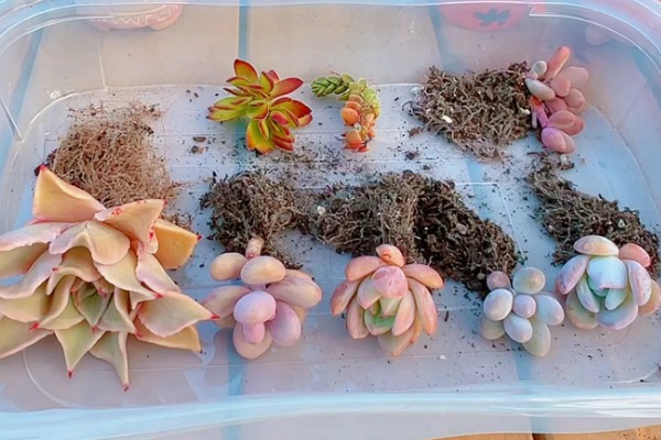 多肉烂茎如何解决,剪除腐烂发黑的部位、经过消毒后再移栽