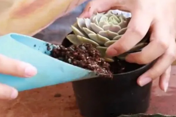 多肉烂茎如何解决,剪除腐烂发黑的部位、经过消毒后再移栽