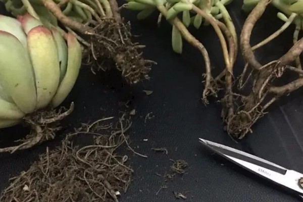 多肉烂茎如何解决,剪除腐烂发黑的部位、经过消毒后再移栽