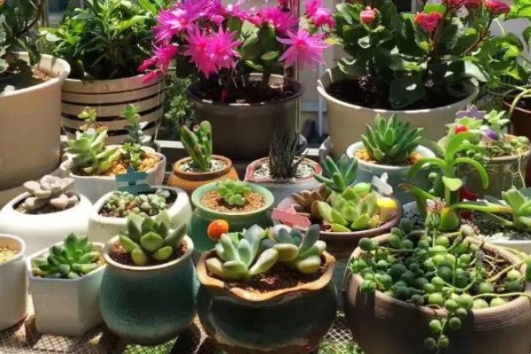 多肉烂茎如何解决,剪除腐烂发黑的部位、经过消毒后再移栽