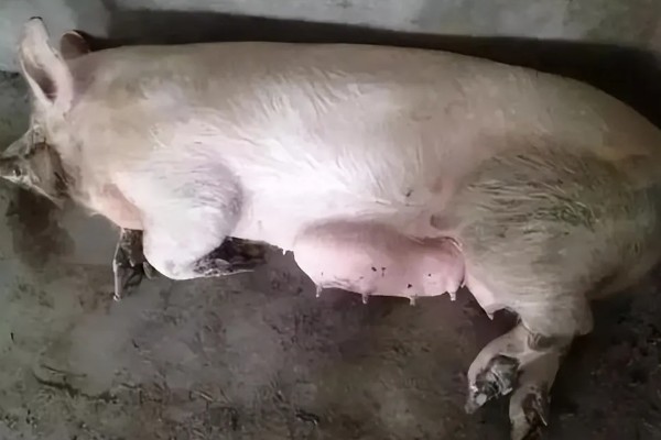 小猪每日的采食量，不同日龄的采食量不同