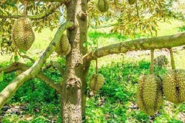 榴莲是不是喜阴植物，生长期间需要大量的光照