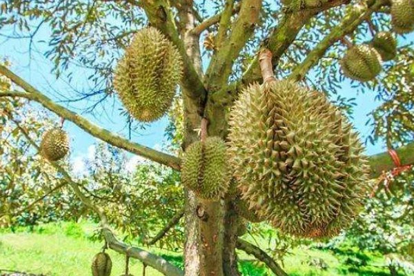 榴莲是不是喜阴植物，生长期间需要大量的光照