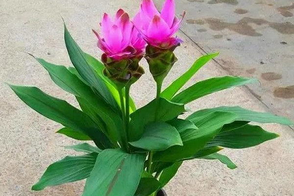 姜荷花的开放次数，一年可以开放三次