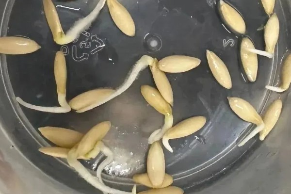 青瓜的种植方法，可春秋两季种植