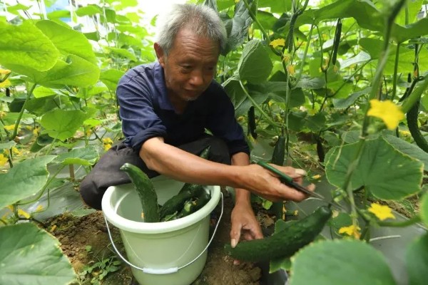 青瓜的种植方法，可春秋两季种植
