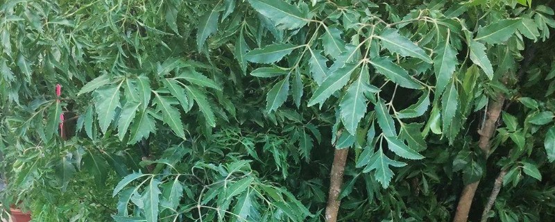 福禄桐与金钱兜有什么区别，叶片的形状明显不同