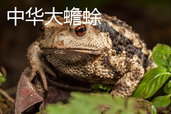 蟾蜍的种类，推荐中华大蟾蜍、花背蟾蜍等