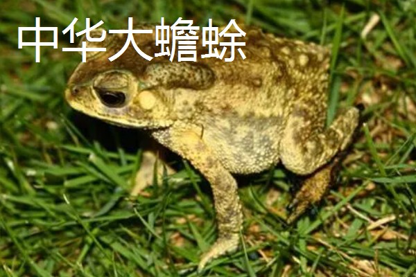 蟾蜍的种类，推荐中华大蟾蜍、花背蟾蜍等