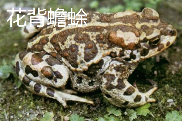 蟾蜍的种类，推荐中华大蟾蜍、花背蟾蜍等