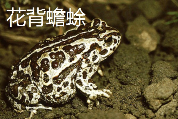 蟾蜍的种类，推荐中华大蟾蜍、花背蟾蜍等