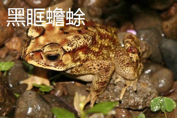 蟾蜍的种类，推荐中华大蟾蜍、花背蟾蜍等