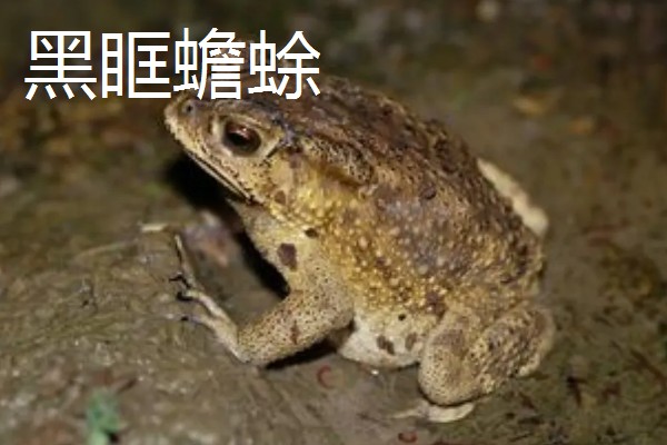 蟾蜍的种类，推荐中华大蟾蜍、花背蟾蜍等