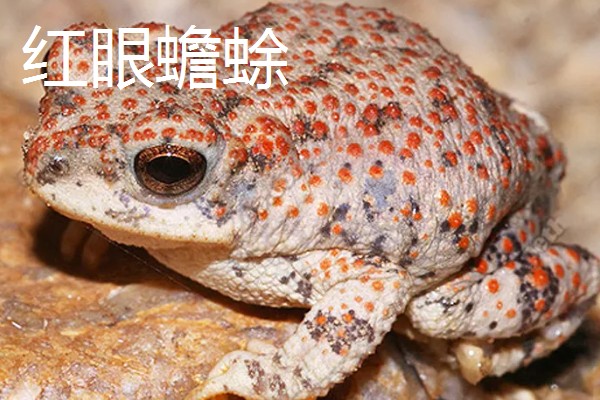 蟾蜍的种类，推荐中华大蟾蜍、花背蟾蜍等
