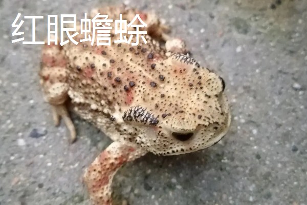 蟾蜍的种类，推荐中华大蟾蜍、花背蟾蜍等