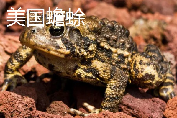 蟾蜍的种类，推荐中华大蟾蜍、花背蟾蜍等