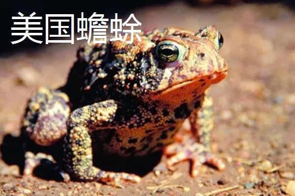 蟾蜍的种类，推荐中华大蟾蜍、花背蟾蜍等