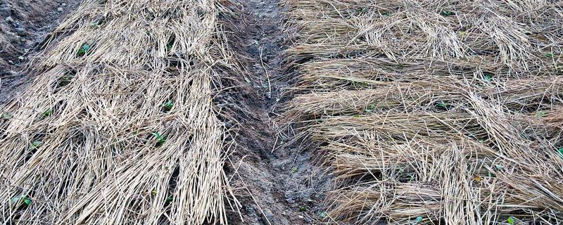 种菜要覆盖稻草的原因，能起到保水保温、预防土壤板结等作用